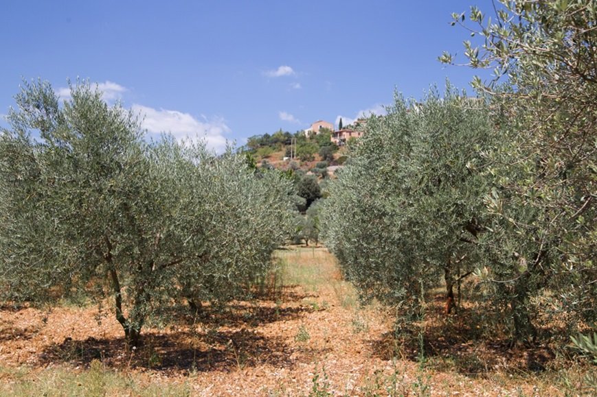 Maquinaria económica para olivar agricultura Valdepeñas de Jaén